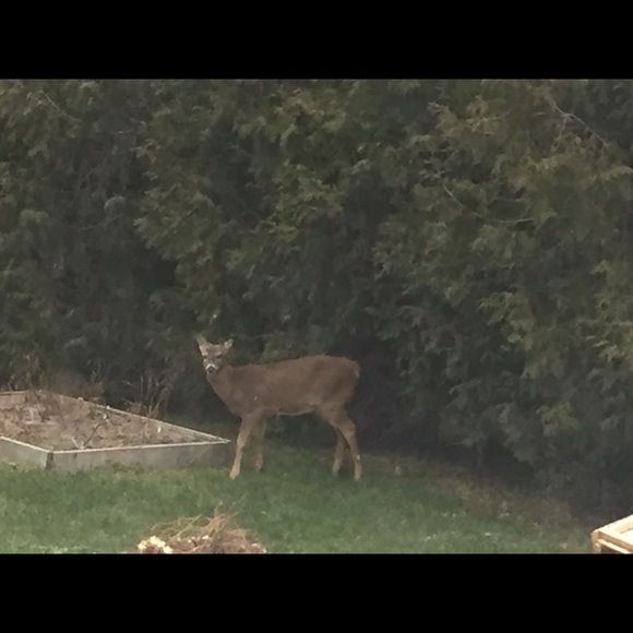 Meet your Posher, Jodi - Picture 1 of 1